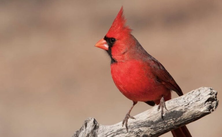 Red Robin Bird