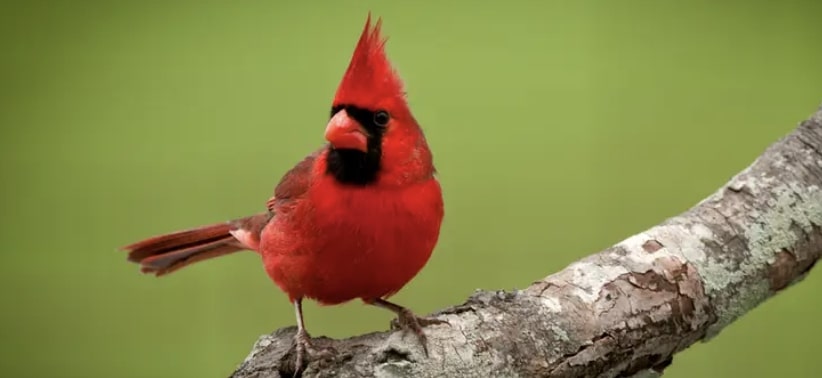 Red Robin Bird